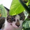 manal_suleiman